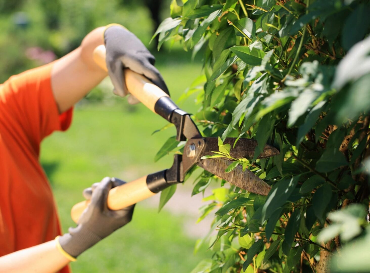 A person with gloves on cutting branches off of trees.