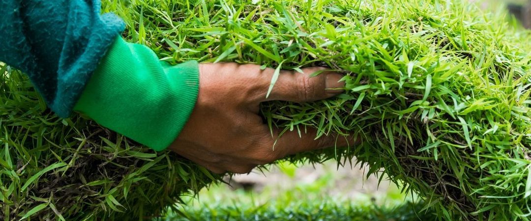 A person is holding grass in their hand.