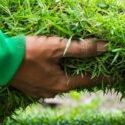 A person is holding grass in their hand.
