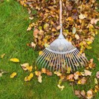A white rake is on the ground with leaves.